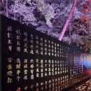1380 | 통도사 개산 1380주년 미디어아트 🌙 ‘산문의 빛’에서 만나는 가을밤 힐링