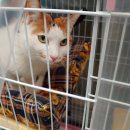 맛집장금이네 이미지