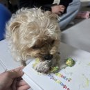 개빵뜯어먹는소리 이미지