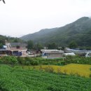 리찌 이미지