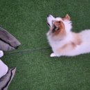 하늘정원 풀빌라 | [애견동반 숙소] 풀빌라 워라벨, 우여곡절 끝에 다녀온 1박 2일 후기