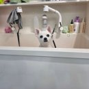 바움펫 이미지