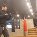 불독복싱 이미지