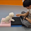 밤밤 애견유치원 이미지