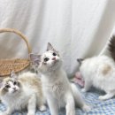 야옹아멍멍해봐 송파위례점 이미지