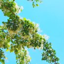 하천섬(솔밭) 이미지