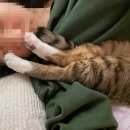 포코목장 네이버블로그
