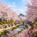 남리 세종전통시장 주차타워 메인무대 | 2026 조치원 봄꽃축제 일정부터 벚꽃 명소와 주차 꿀팁까지 세종시 봄나들이 완벽 정리
