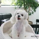 꼬지하우스 이미지