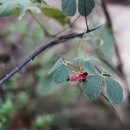 여우콩 Fabaceae (콩과) ＞ Rhynchosia (여우콩속) ＞ volubilis (여우콩) 이미지