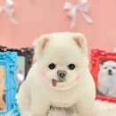 Mucca(무카) 이미지