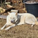 원예가드닝 | 가드닝 필수! 미송원예마켓 바크 후기