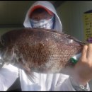 서해대교바다낚시터 이미지