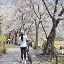 양재천 수변무대2 | 양재천 벚꽃 실시간 후기｜개화 상황부터 축제 정보까지