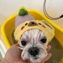 펫살롱 토비몰리 | 세종시 가경동 애견미용 토비몰리 이용했어요.