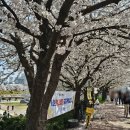 나밍밍 강아지네 | 청주 무심천 벚꽃축제! 푸드트럭 먹방과 강아지들이랑 힐링 산책;)(4월 지역축제)