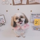 알콩달콩 애견미용실 이미지