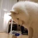 뽀솜이