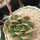 아이와인 이미지
