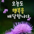 엉겅퀴(thistle)의 놀라운 효능 10가지 이미지