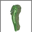 월송리CC OUT 코스 이미지