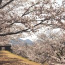 사천 선진리성 벚꽃과 월아산 숲속의 진주에 핀 수선화 만끽 이미지
