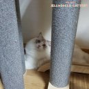 젤로돌스 이미지