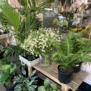 Green25 | 시드니 써리힐즈 꽃집 추천💐 웨딩스냅 부케 직접 구매 후기 (Merchant &amp; Green)