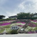 대명사 | 경상남도 산청군 대명사 (꽃잔디) 방문 후기