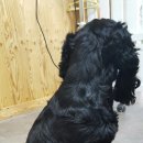 행복하개 애견샵 이미지