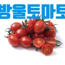 토마토휘트니스 이미지