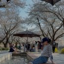 충주 벚꽃 가볼만한곳 25년 수안보온천제 기간 수안보족욕길 후기