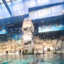 제주 AQUA PLANET 이미지