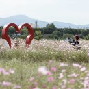 금호강하중도 이미지