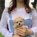 퍼피랩켄넬 네이버블로그
