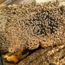 [꿀] 순수한 그대로의 벌꿀 / 전북 정읍맛집 두승산 밑 꿀벌집 이미지