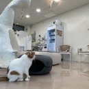 [하남 고양이 카페] 공방이 있는, 701아를고양이카페 cat in the art
