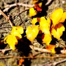 제주 올레길 15코스 B 이미지