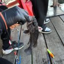 부흥호 가두리 낚시터 이미지