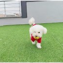 놀루오숑 네이버블로그