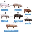 흑돈 이미지