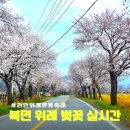 용암파출소 공중화장실 | 천안 북면 위례 벚꽃 개화 실시간 축제 정보 및 화장실 위치