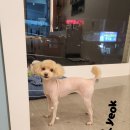 댕댕역 이미지