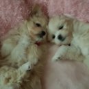 룰루랄라 이미지