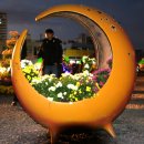 마산가고파 국화축제장 이미지