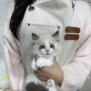 광산구-037 | 무안랙돌분양 외모예쁜아이들만 있는 곳