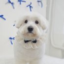 가치있개 이미지