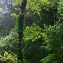 여름의 숲 이미지