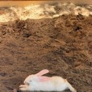 동심농장 | 다낭 하얏트 부대시설 리틀팜, 버기카 타고 가본 작은 농장