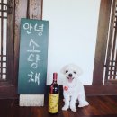 경기도 양평군 조현초등학교 | 안녕 소담채, 콩 다녀오다!